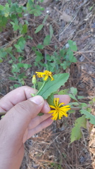 Heterotheca mayoensis