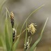 Bigelow's Sedge - Photo (c) Dmitry Ivanov, some rights reserved (CC BY-NC), uploaded by Dmitry Ivanov