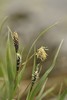 Bigelow's Sedge - Photo (c) Dmitry Ivanov, some rights reserved (CC BY-NC), uploaded by Dmitry Ivanov