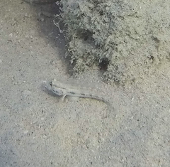 Gnatholepis thompsoni