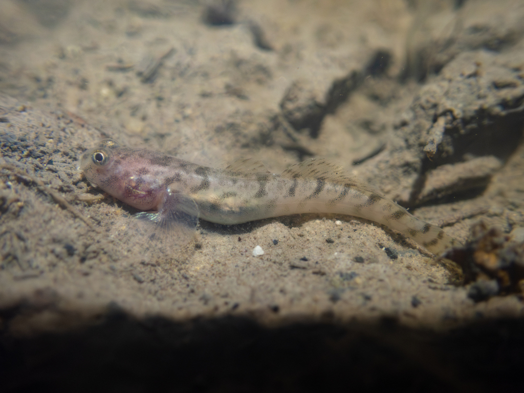 Lobe-jawed goby (Pseudapocryptes elongatus) — Gobiidae