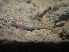 Elongate Mudskipper photo 4