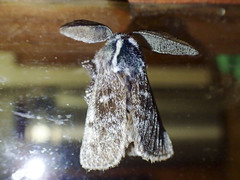 Ptilomacra senex
