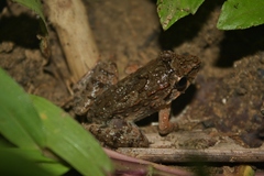 Limnonectes leytensis