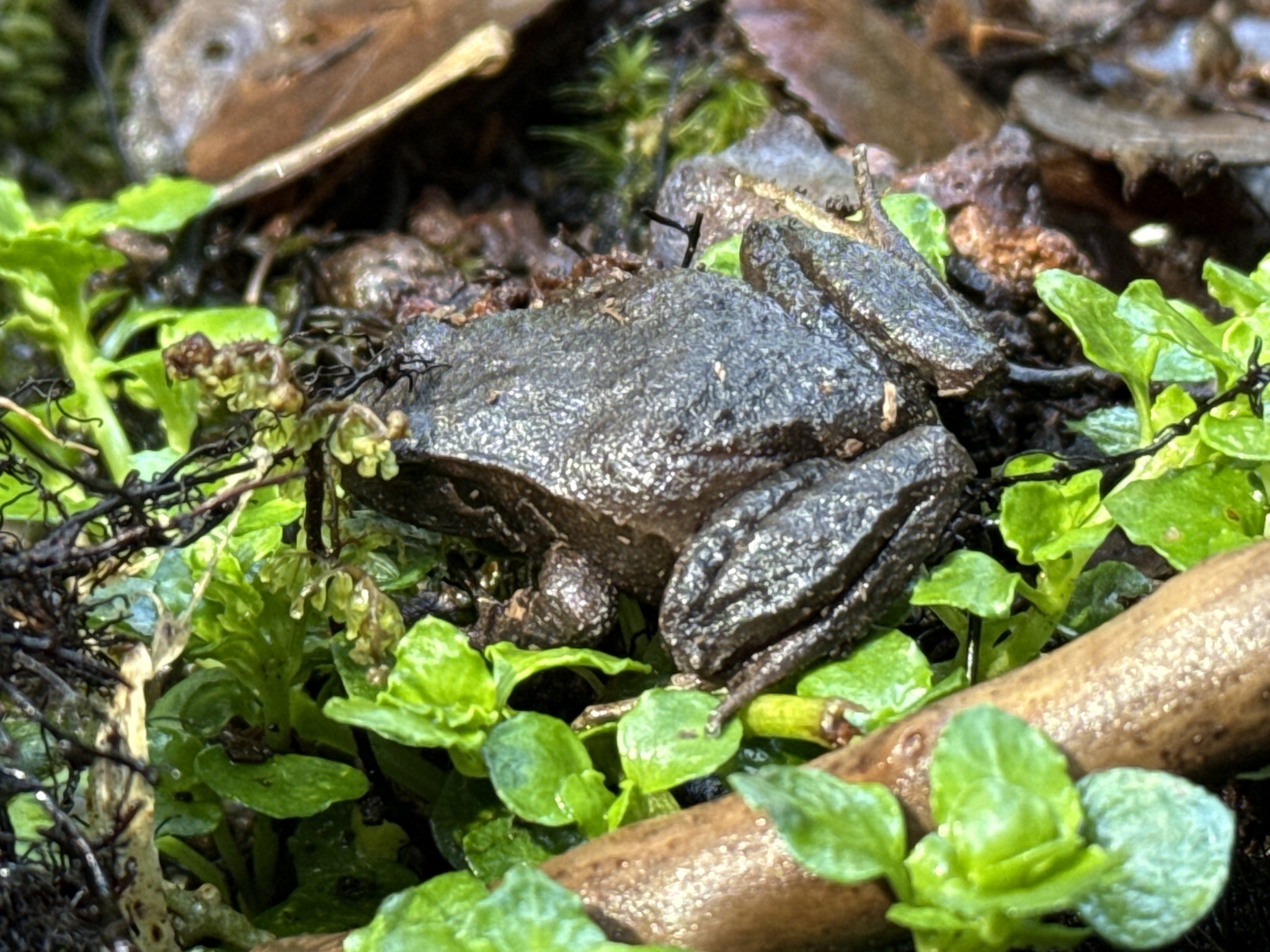Eupsophus calcaratus (Günther, 1881)