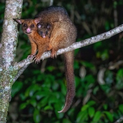 Trichosurus johnstonii