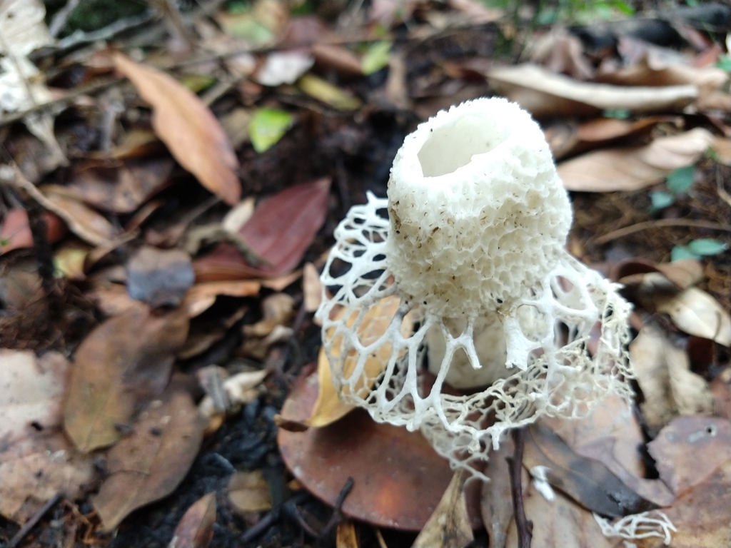 Phallus indusiatus · December 2019 · photo: © ronaldperet (iNaturalist, cc-by)