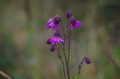 Senecio formosus