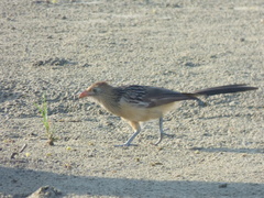 Guira guira