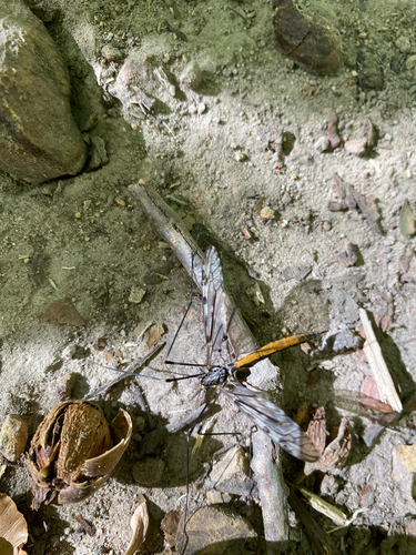 Unknown species found near S Boundary St, Chapel Hill, NC, US