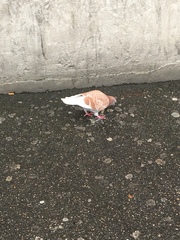 Columba livia domestica