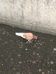 Columba livia domestica
