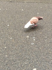 Columba livia domestica