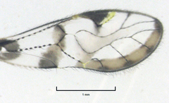 Abelopsocus basipunctatus