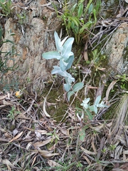 Eucalyptus globulus