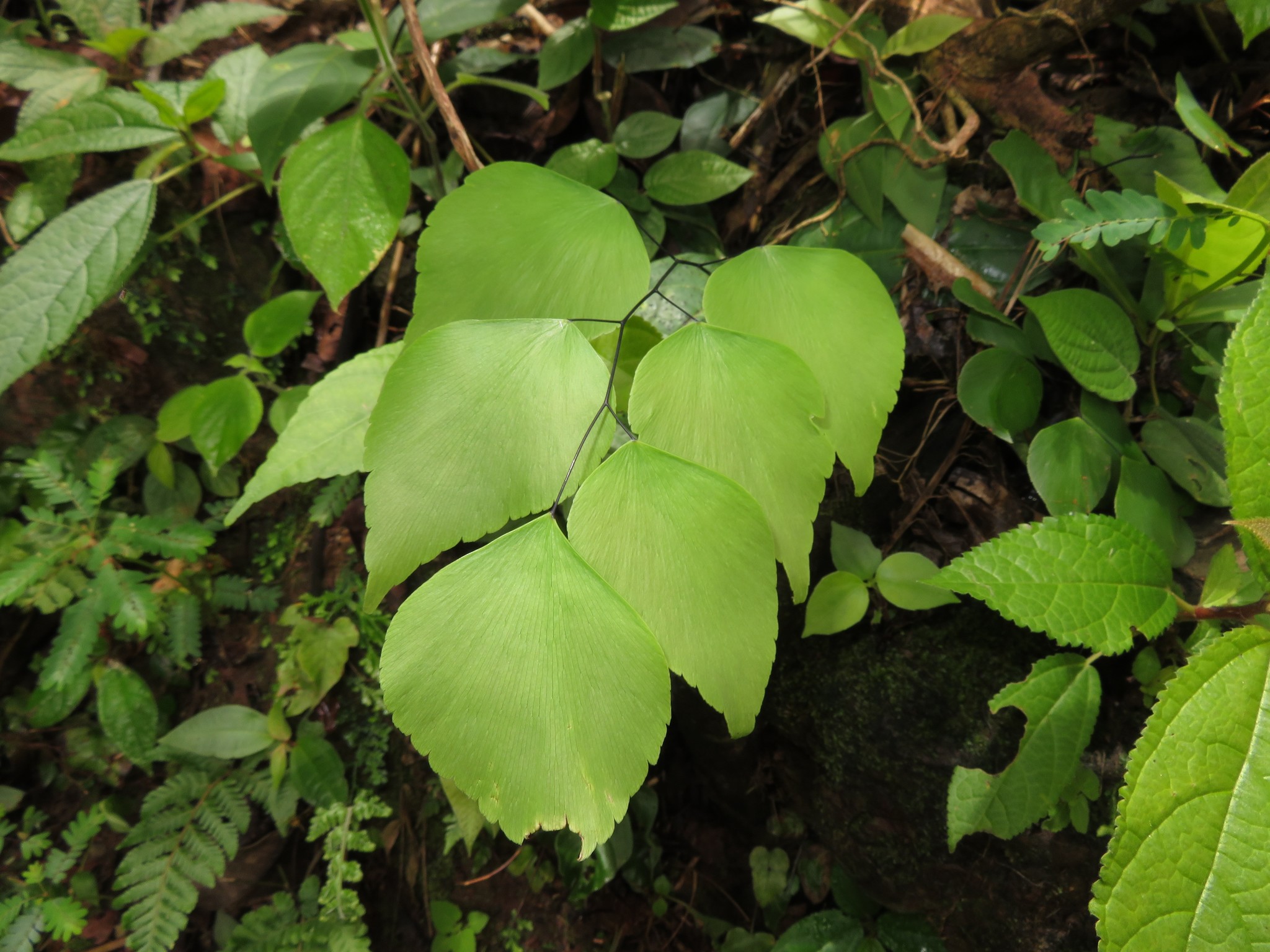 Imagem de Avenca-prateada