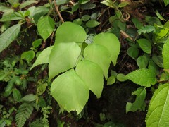 Adiantum peruvianum