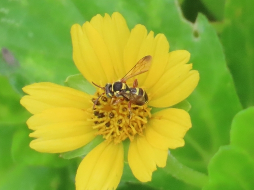 Krug's Nomad Bee
