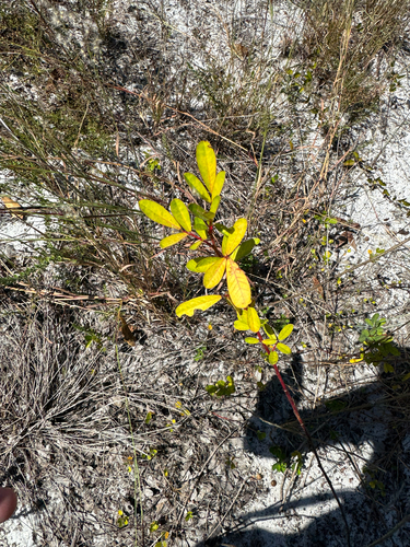 Florida Alicia (Chapmannia floridana)