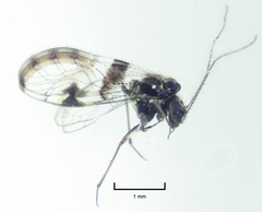 Abelopsocus basipunctatus