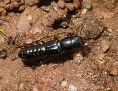Osoriinae