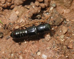 Osoriinae
