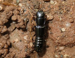 Osoriinae