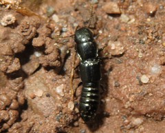 Osoriinae
