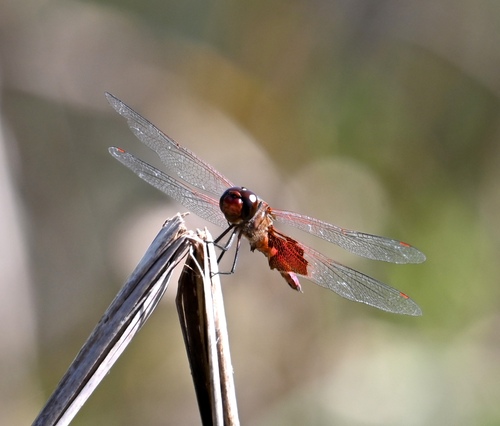 Red Saddlebags photo 3