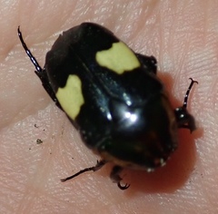 Pedinorrhina trivittata