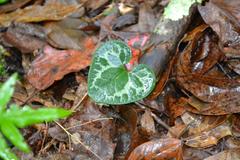 Hexastylis virginica