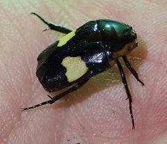Pedinorrhina trivittata