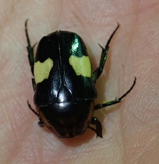 Pedinorrhina trivittata