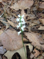 Spiranthes magnicamporum