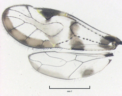 Abelopsocus basipunctatus