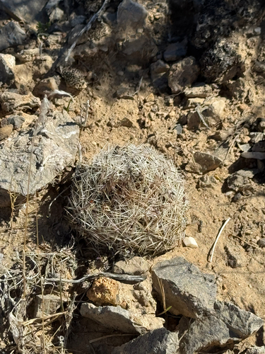 Pelecyphora dasyacantha