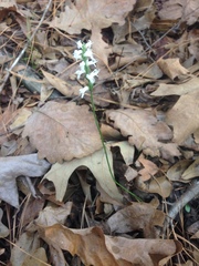 Spiranthes magnicamporum