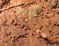 Haplotaxida