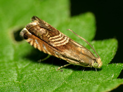 Grapholita tristrigana