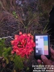 Epidendrum cinnabarinum, photograph (c) Antonio Nonato, some rights reserved (CC BY)