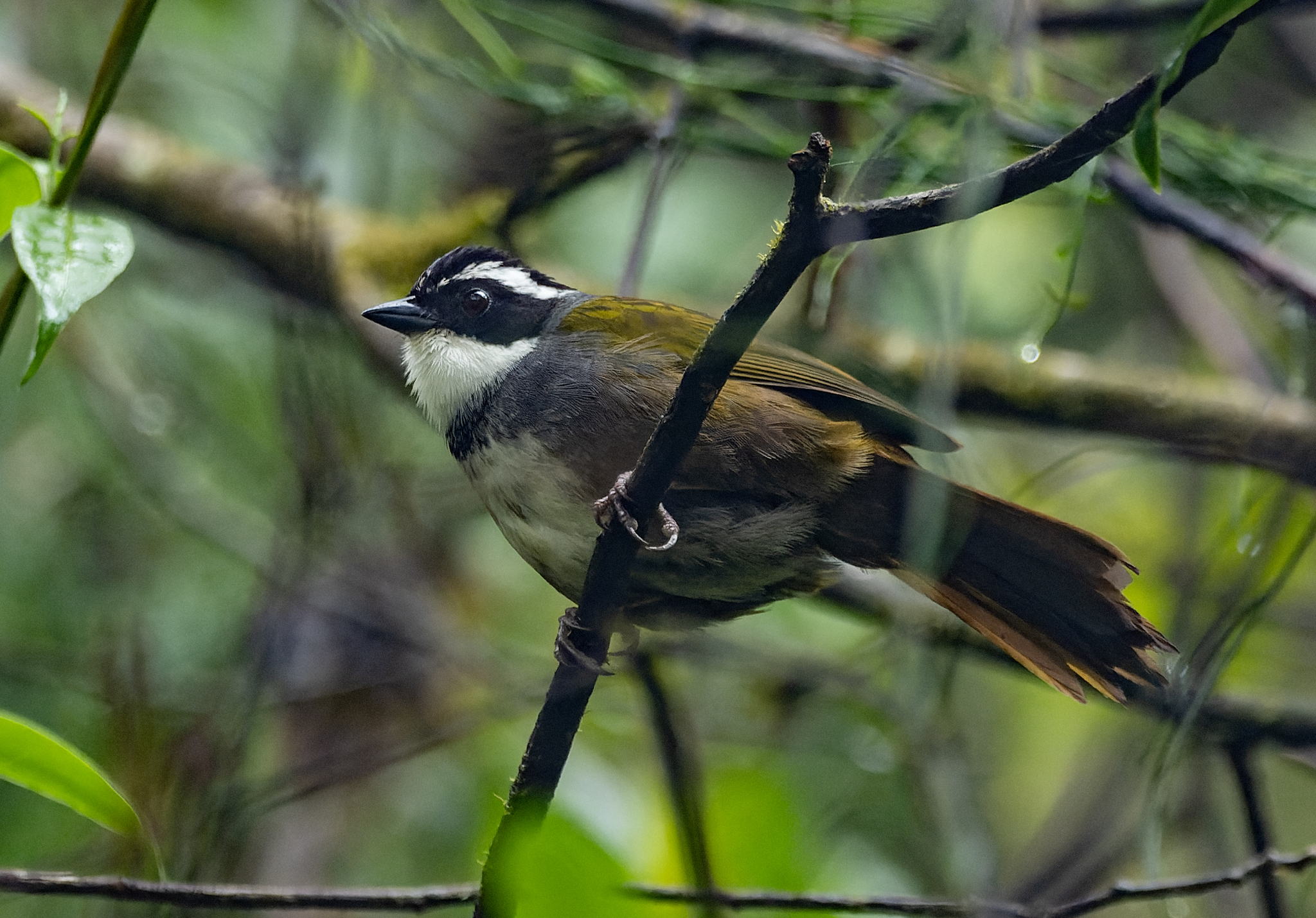 White-browed Brushfinch (Arremon torquatus), photo 3