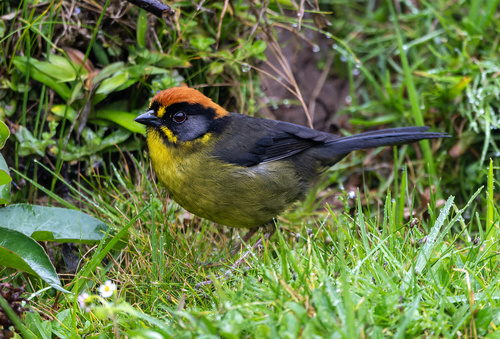 Bolivian Brushfinch (Atlapetes rufinucha)