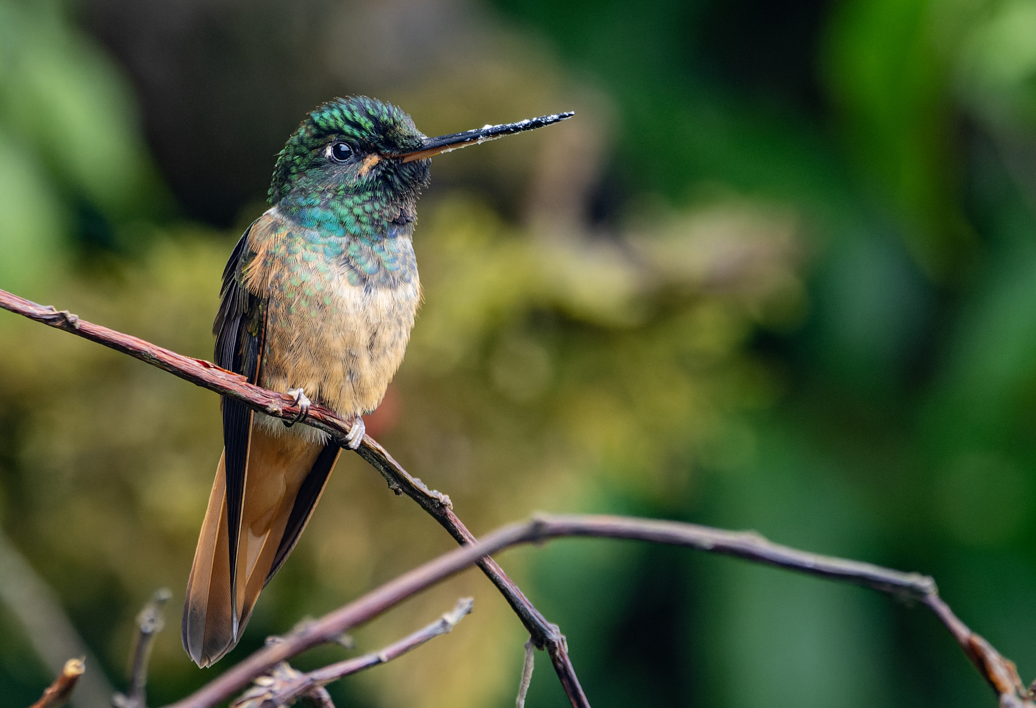 Violet-throated Starfrontlet (Coeligena violifer), photo 8