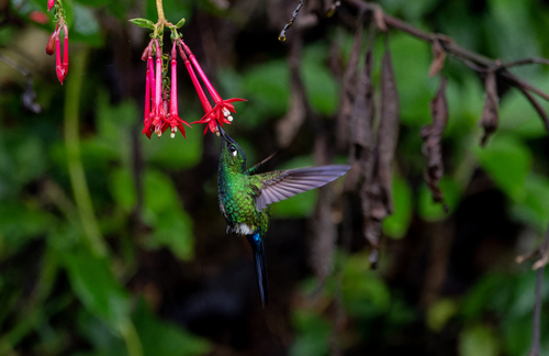 Blue-capped Puffleg (Eriocnemis glaucopoides)