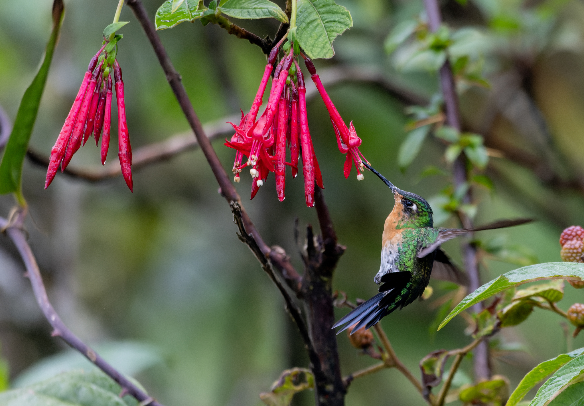 Blue-capped Puffleg (Eriocnemis glaucopoides), photo 2