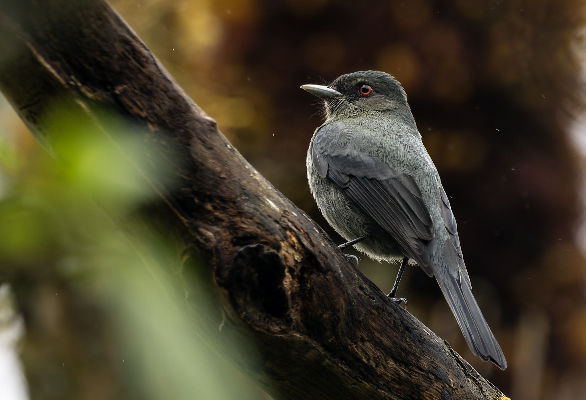 Plumbeous Tyrant (Knipolegus cabanisi), photo 3