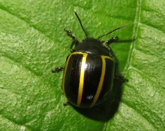 Desmogramma