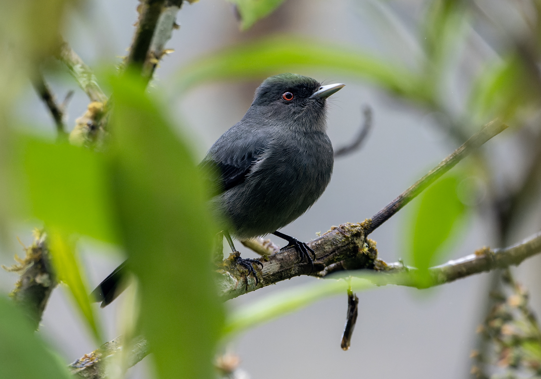 Plumbeous Tyrant (Knipolegus cabanisi), photo 2