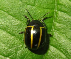 Desmogramma