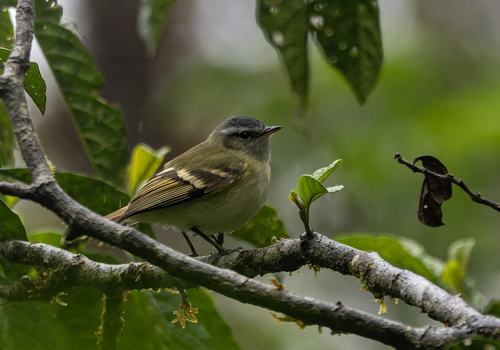 Buff-banded Tyrannulet (Mecocerculus hellmayri)
